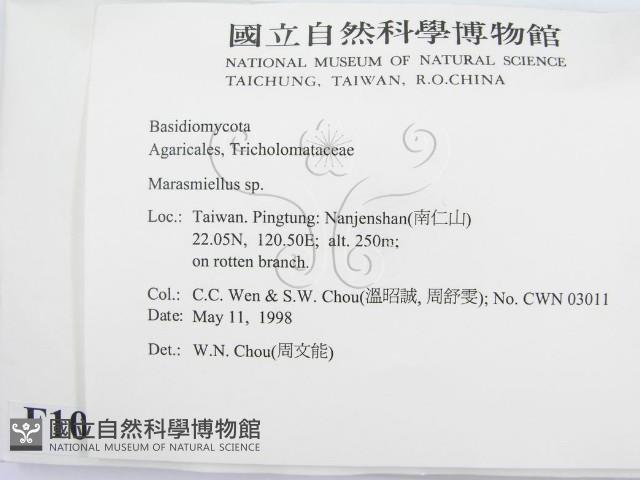 微皮傘屬藏品圖，第2張