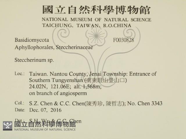 齒耳菌屬藏品圖，第2張