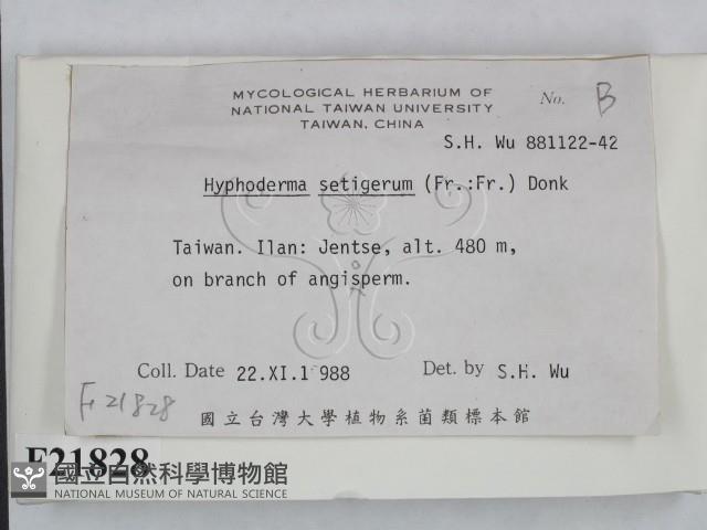 剛毛絲皮菌藏品圖，第2張
