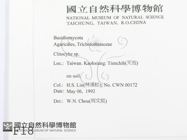 杯傘屬藏品圖，第2張