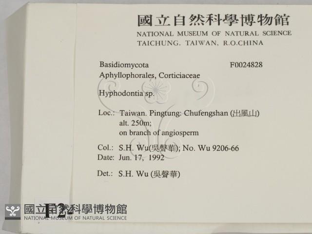 絲齒菌屬藏品圖，第2張