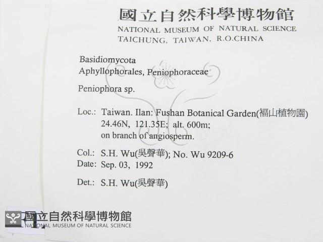 筍殼菌屬藏品圖，第2張