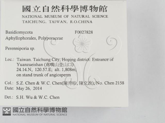 多年臥孔菌屬藏品圖，第2張