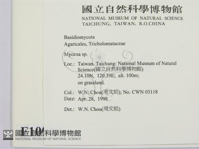 小菇屬藏品圖，第2張