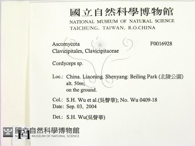 蟲草屬藏品圖，第2張