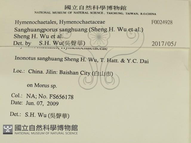 桑黃藏品圖，第2張