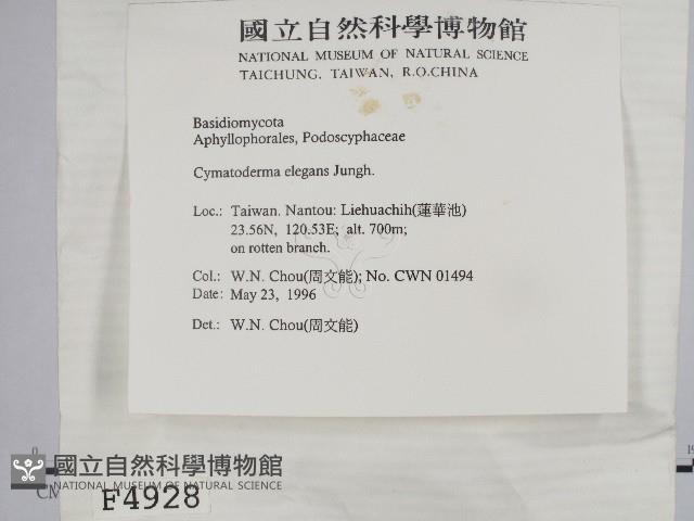 優雅波邊革菌藏品圖，第2張