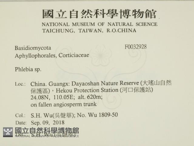射脈菌屬藏品圖，第2張