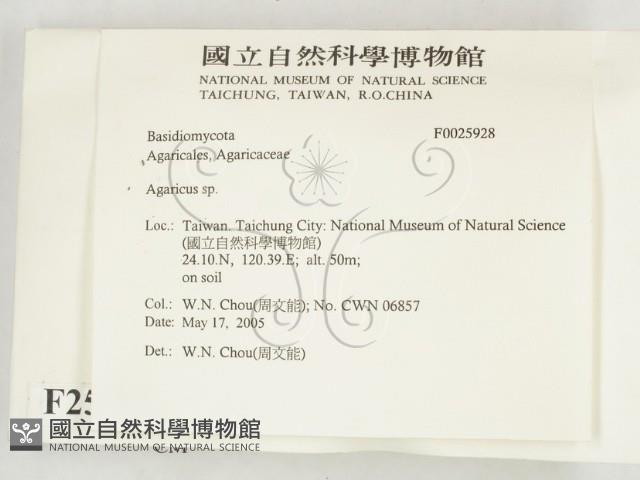傘菌屬藏品圖，第2張