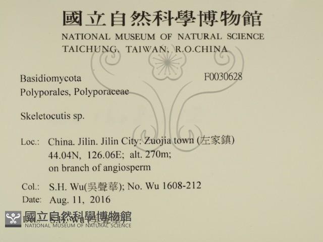 骨皮菌屬藏品圖，第2張