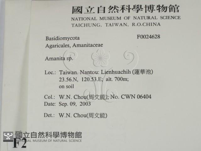 鵝膏屬藏品圖，第2張