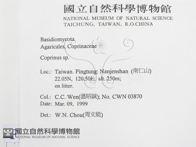 鬼傘屬藏品圖，第2張