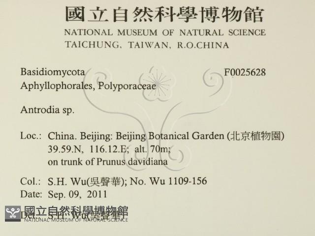 薄孔菌屬藏品圖，第2張