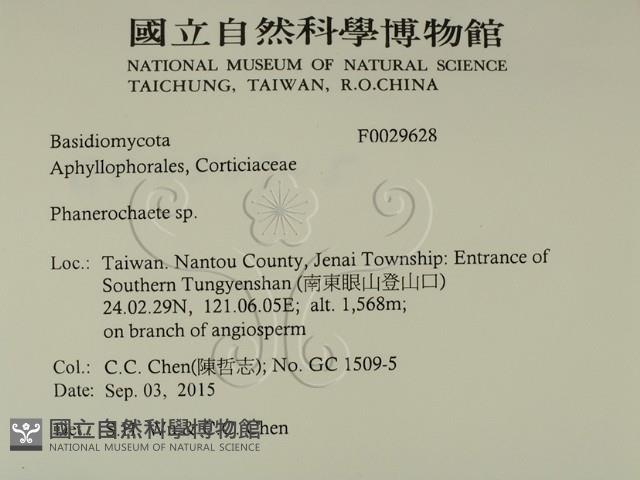 顯絲菌屬藏品圖，第2張