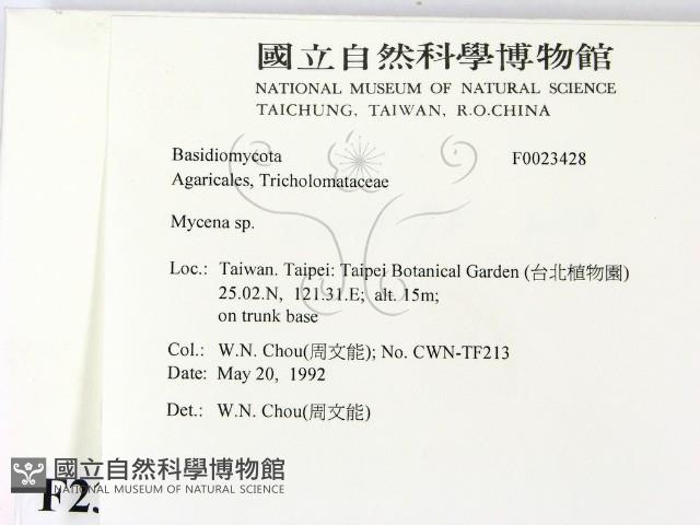 小菇屬藏品圖，第2張