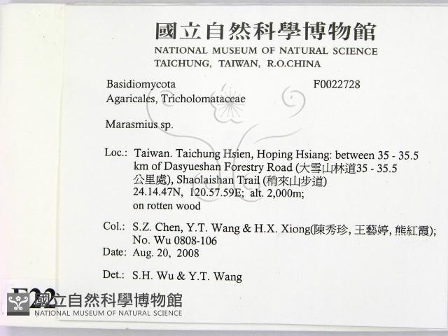 小皮傘屬藏品圖，第2張