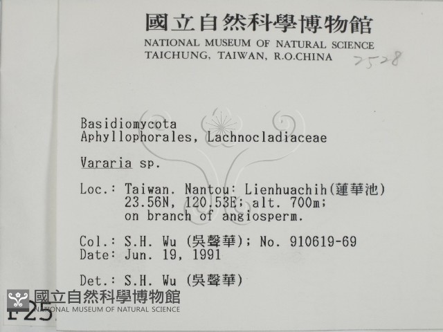 叉絲革菌屬藏品圖，第2張