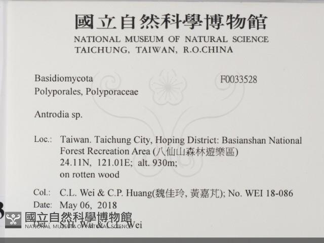 薄孔菌屬藏品圖，第2張