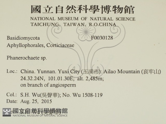 顯絲菌屬藏品圖，第2張