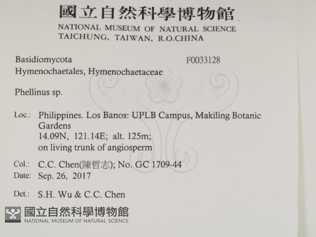 木層孔菌屬藏品圖，第2張