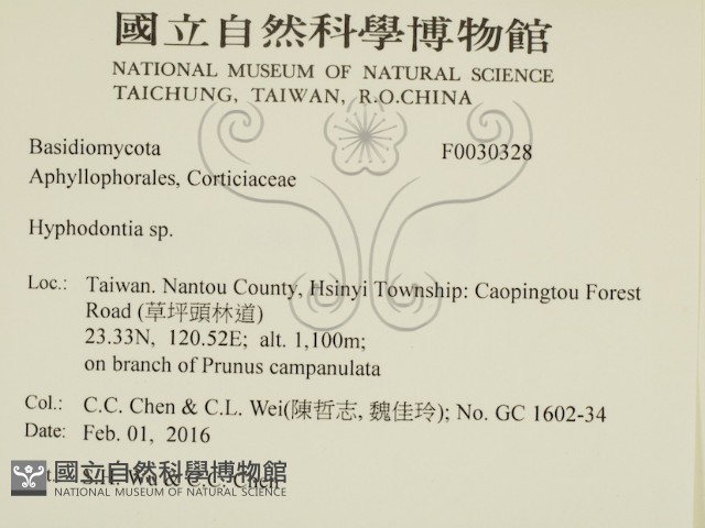 絲齒菌屬藏品圖，第2張