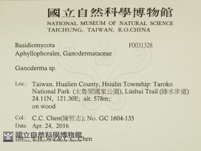 靈芝屬藏品圖，第2張