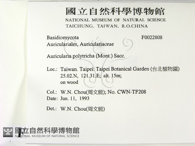 毛木耳藏品圖，第2張