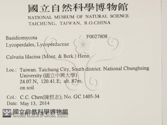 紫色禿馬勃藏品圖，第2張