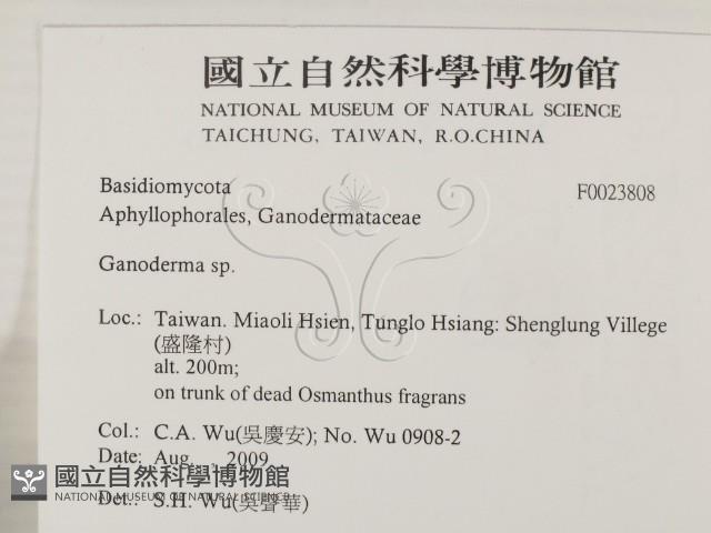 靈芝屬藏品圖，第2張