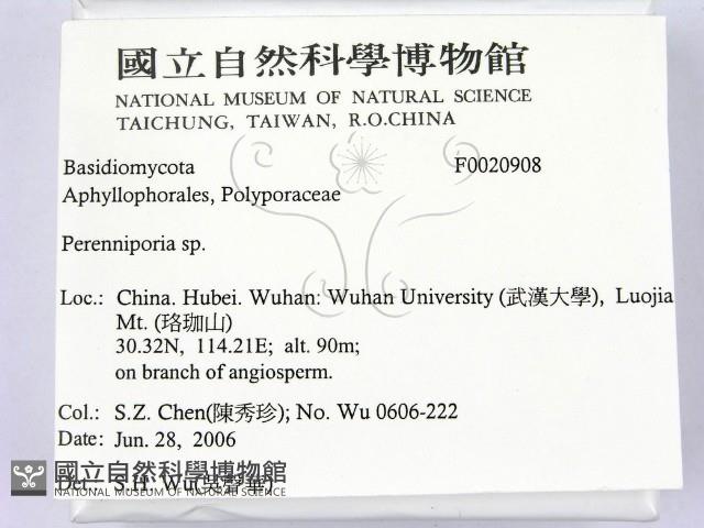 多年臥孔菌屬藏品圖，第2張