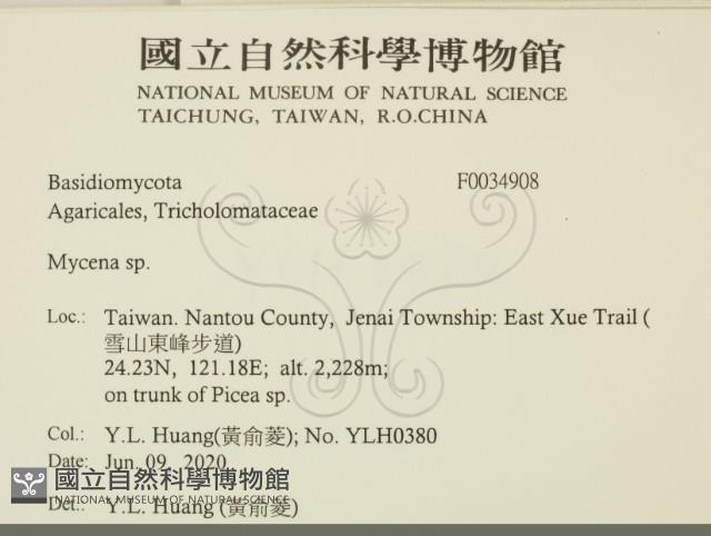 小菇屬藏品圖，第2張