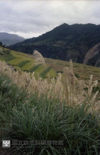 1950至2006年臺灣常民生活藏品圖，第1張