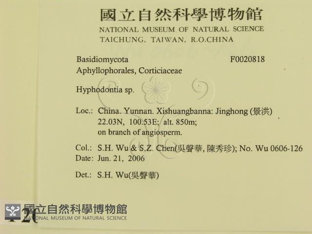 絲齒菌屬藏品圖，第2張