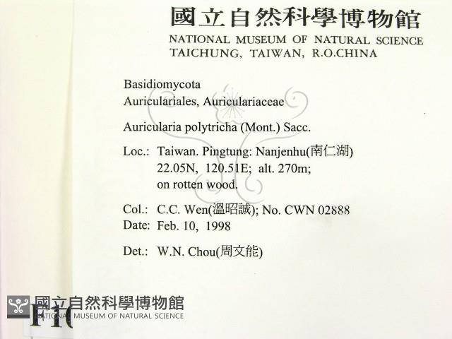 毛木耳藏品圖，第2張