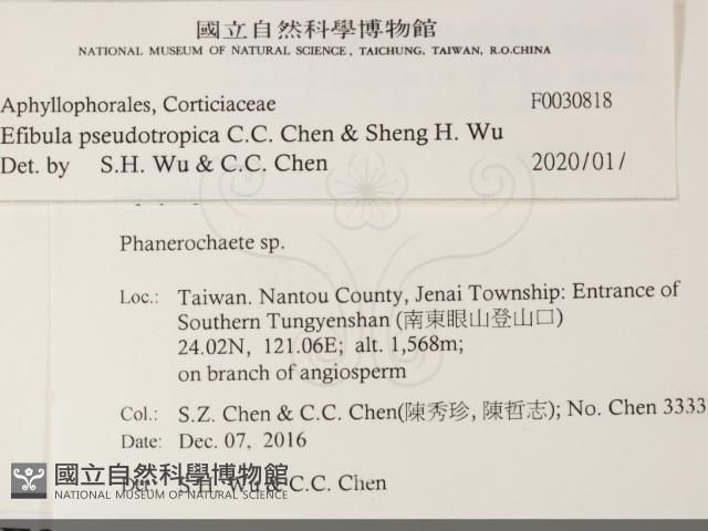 雲南無扣菌藏品圖，第2張