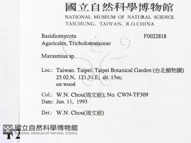 小皮傘屬藏品圖，第2張