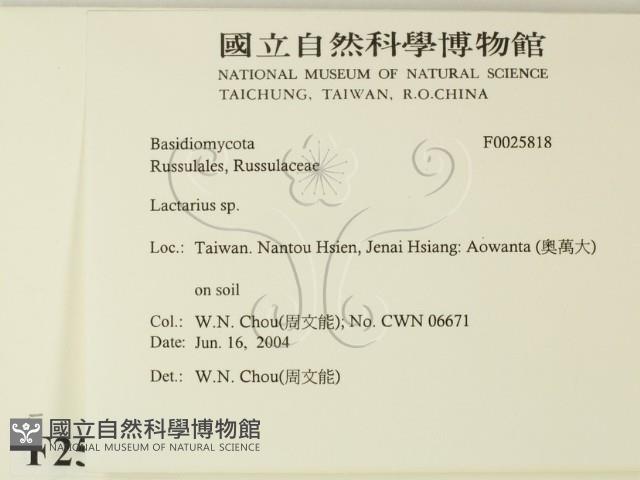 乳菇屬藏品圖，第2張