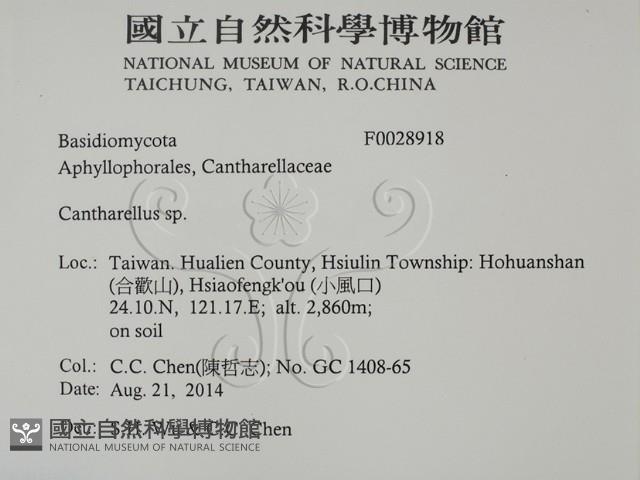 雞油菌屬藏品圖，第2張