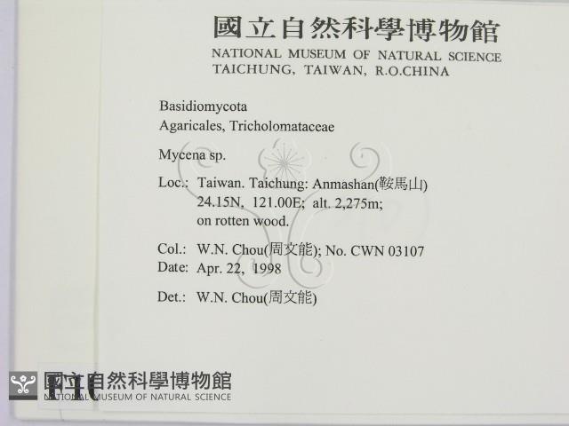 小菇屬藏品圖，第2張
