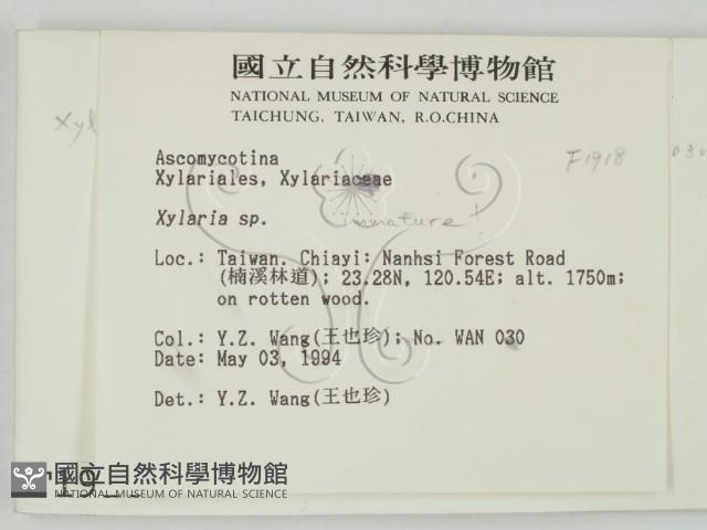 炭角菌屬藏品圖，第2張