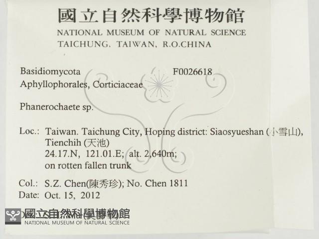 顯絲菌屬藏品圖，第2張