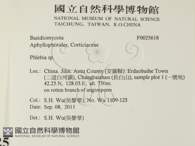 射脈菌屬藏品圖，第2張