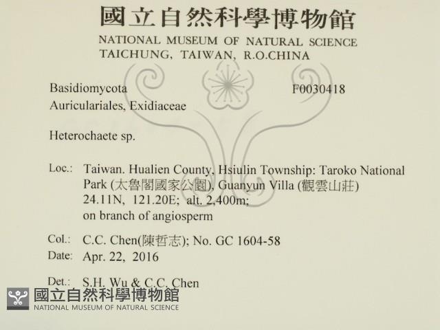 刺皮菌屬藏品圖，第2張