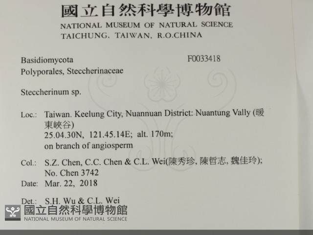 齒耳菌屬藏品圖，第2張