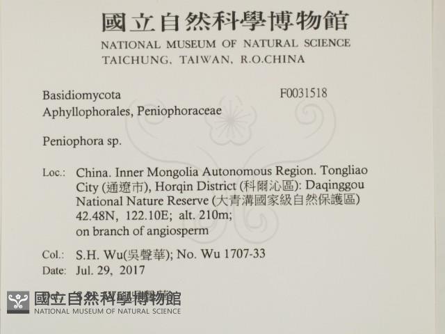 筍殼菌屬藏品圖，第2張