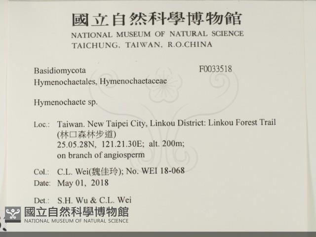 刺革菌屬藏品圖，第2張