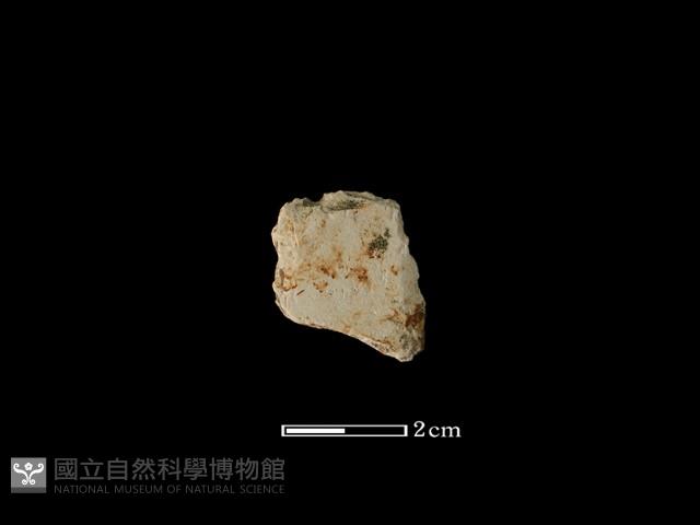 矛鏃形器藏品圖，第2張