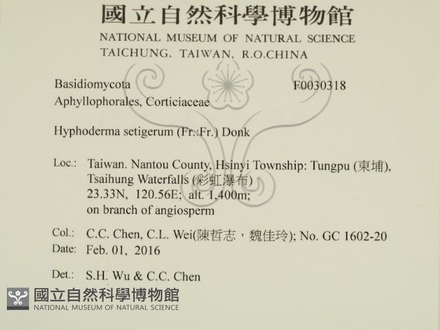 剛毛絲皮菌藏品圖，第2張