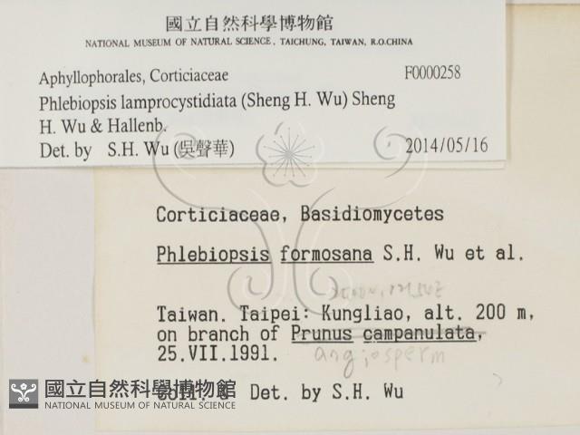 燈籠囊擬射脈菌藏品圖，第2張