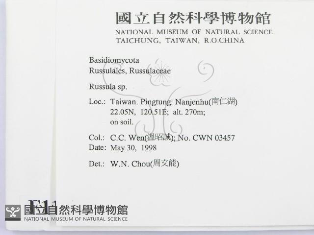 紅菇屬藏品圖，第2張